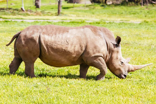 Jižní bílý nosorožec v Austrálii — Stock fotografie