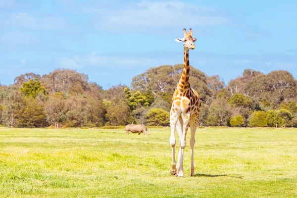 Jirafas en un zoológico en Australia — Foto de Stock