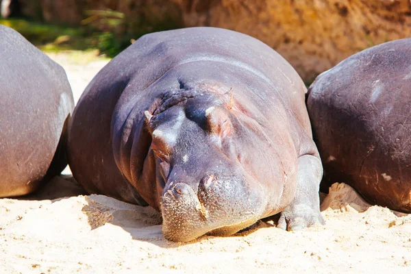 Um hipopótamo em um zoológico na Austrália — Fotografia de Stock