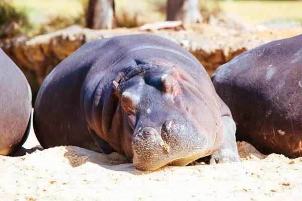 Un hippopotame dans un zoo en Australie — Photo