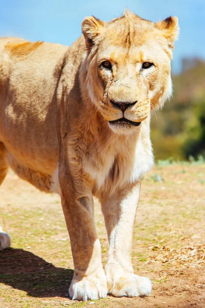 Afrikaanse leeuw in een dierentuin in Australië — Stockfoto