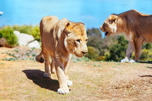 Afrikaanse leeuw in een dierentuin in Australië — Stockfoto