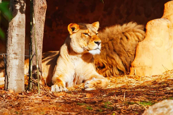 Africký lev v zoo v Austrálii — Stock fotografie