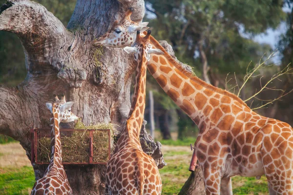 Jirafas en un zoológico en Australia — Foto de Stock