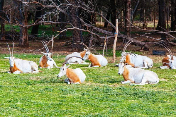 Scimitar-horned Oryx in Melbourne Australia — Stock Photo, Image