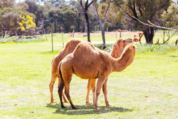 오스트레일리아 멜버른의 낙타 — 스톡 사진