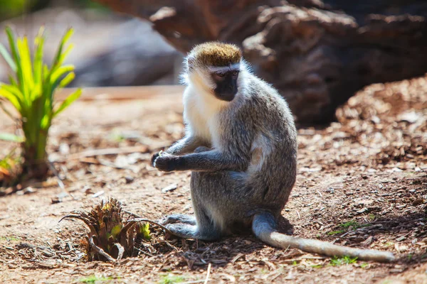 Vervet Monkey in Victoria Australien — Stockfoto