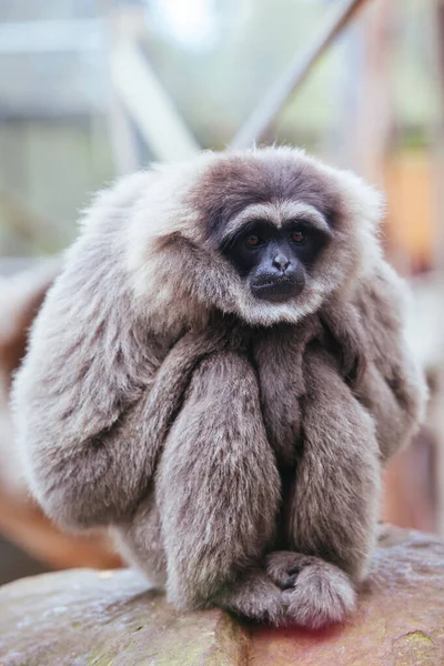 Ein Silbergibbon in Australien — Stockfoto