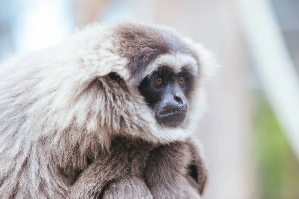 Een Silvery Gibbon in Australië — Stockfoto