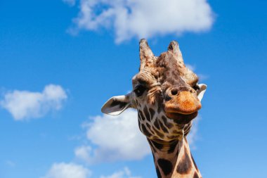 Avustralya 'da soyut zürafa resmi