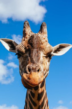 Avustralya 'da soyut zürafa resmi