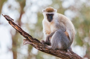 Victoria Avustralya 'da Vervet Maymunu