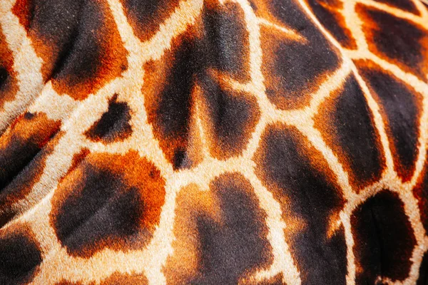 Abstract Giraffe Image in Australia — Stock Photo, Image