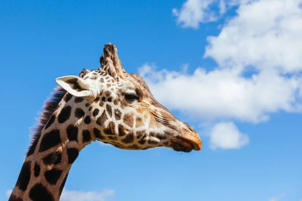 Abstraktes Giraffenbild in Australien — Stockfoto