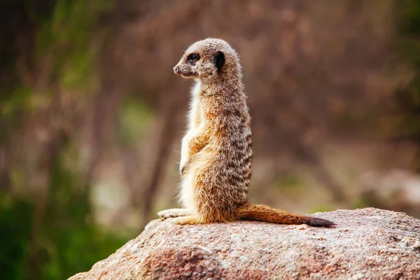 Meerkat curioso em Melbourne, Austrália — Fotografia de Stock