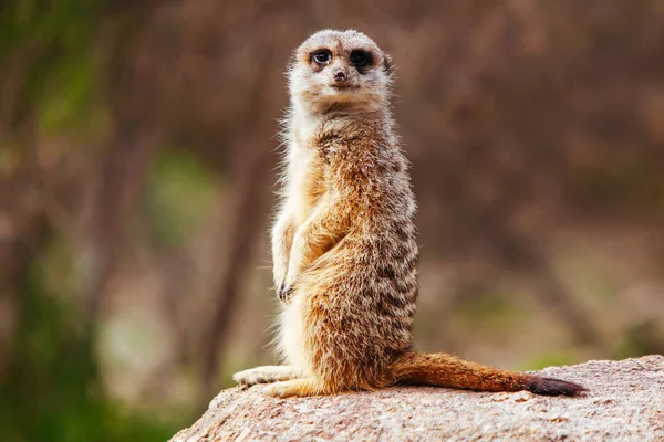 Dociekliwy Meerkat w Melbourne Australia — Zdjęcie stockowe