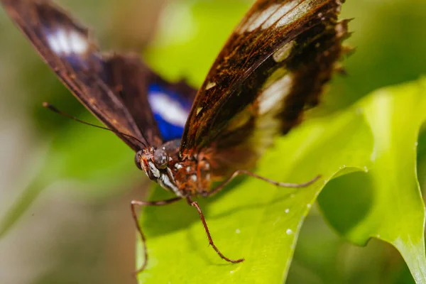 Kolorowy Motyl w Melbourne Australia — Zdjęcie stockowe