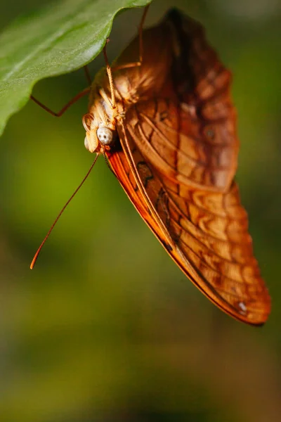 Kolorowy Motyl w Melbourne Australia — Zdjęcie stockowe