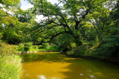 Changdeokgung Sarayı Güney Kore