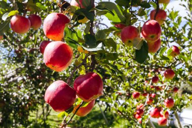 NAGANO, JAPONYA - 20 EYLÜL 2024: Japonya 'nın Nagano ilindeki açık bir sonbahar sabahı Sakanaka yakınlarında yol kenarında toplanacak taze kırmızı elmalar