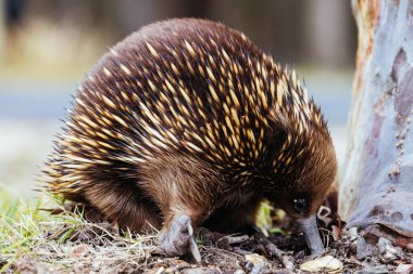 Yeni Güney Galler 'de Mogo yakınlarındaki Gerilla koyunda evcil bir ekidne yürüyor ve yiyecek arıyor.