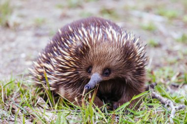 Yeni Güney Galler 'de Mogo yakınlarındaki Gerilla koyunda evcil bir ekidne yürüyor ve yiyecek arıyor.