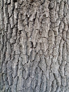 Ağaç kabuğu dokusunu kapatın. Ahşap arka plan