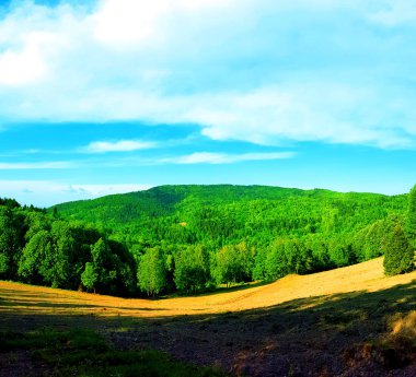 Glade çayır ve orman manzara natura arka plan görünümü 
