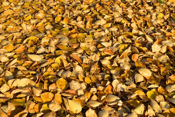 Fond d'automne fait de feuilles d'automne tombées . — Photo