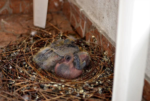 Giovane colomba nel nido. Piccione rapace — Foto Stock