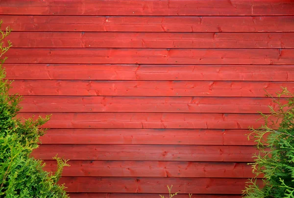 Red wooden background with green plant. — Stock Photo, Image