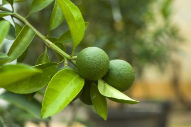 Ağaçta yeşil turunçgil meyvesi, izole edilmiş bulanık arkaplan