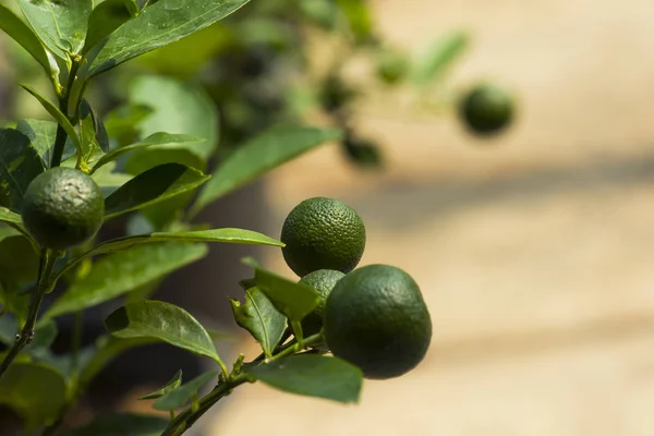 Zelené citrusové plody na stromě, izolované rozmazané pozadí — Stock fotografie