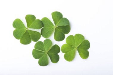 Yeşil yonca yaprağı üzerinde beyaz izole