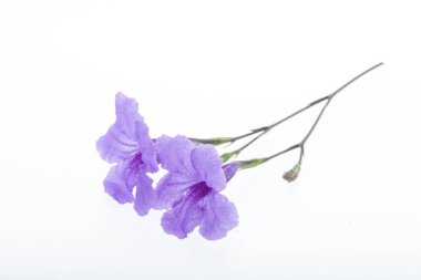 Mor yakut tüberosa çiçeği beyaz renkte izole edilmiş.