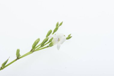Yeşil tohumlu beyaz çiçek beyaz üzerine izole