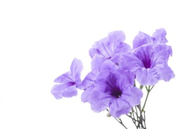 Mor yakut tüberosa çiçeği beyaz renkte izole edilmiş.