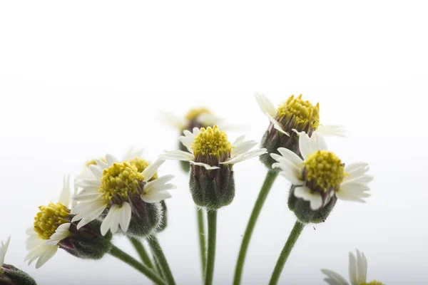 Tridax procumbens flower isolated on white — Stock Photo, Image