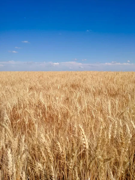 altın buğday alan mavi gökyüzü arka plan üzerinde