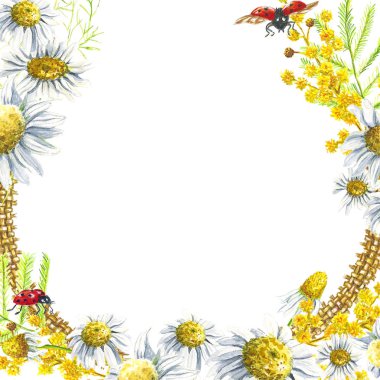 Bahar el çekilmiş suluboya papatya papatya ve Mimoza kare yuvarlak