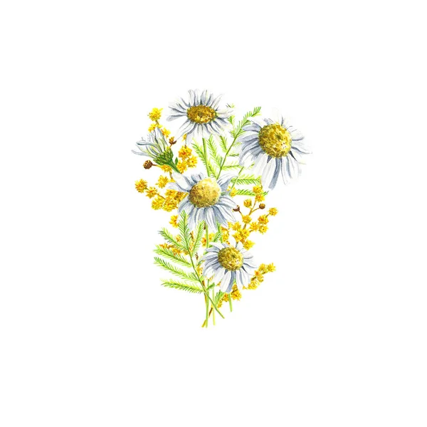 Mimoza Papatya Papatya Çiçek Demet Çiçek Için Paskalya Veya Bahar — Stok fotoğraf