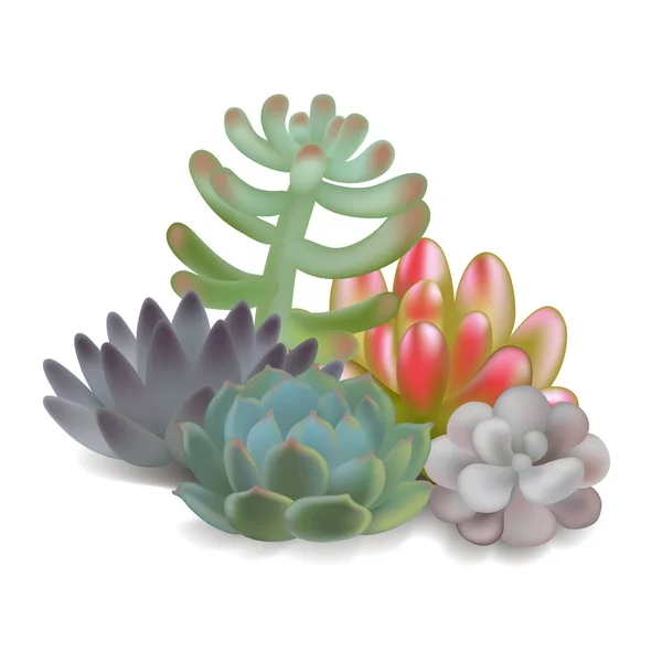 Realistisch Beeld Van Vector Van Succulenten — Stockvector