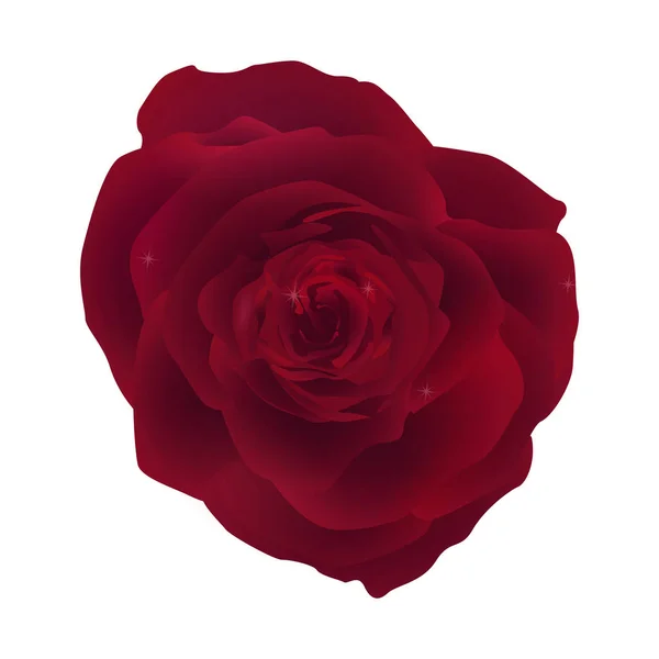 Kırmızı gül çiçek yukarıdan görünüm. — Stok Vektör