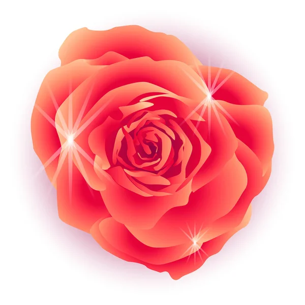 Flor de rosa roja realista — Vector de stock