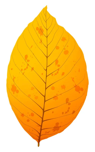 Realistic Vector Illustration Autumn Leaf Walnut Tree Isolated White Background — Stock Vector