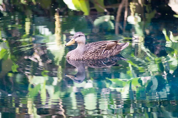 Duck Floating Reflective Pond — Stock Photo, Image