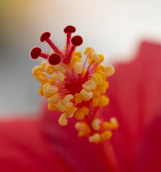 Près Fleur Hibiscus — Photo
