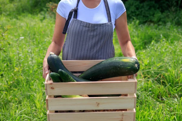 Fermier marchant dans le champ avec carte pleine de récolte fraîche . — Photo