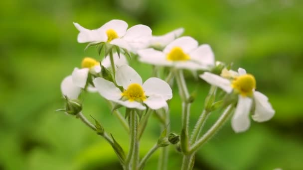 Flores blancas de fresa en el jardín — Vídeos de Stock