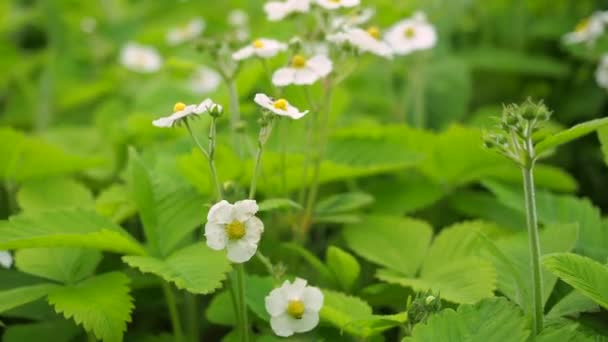 Flores blancas de fresa en el jardín — Vídeos de Stock